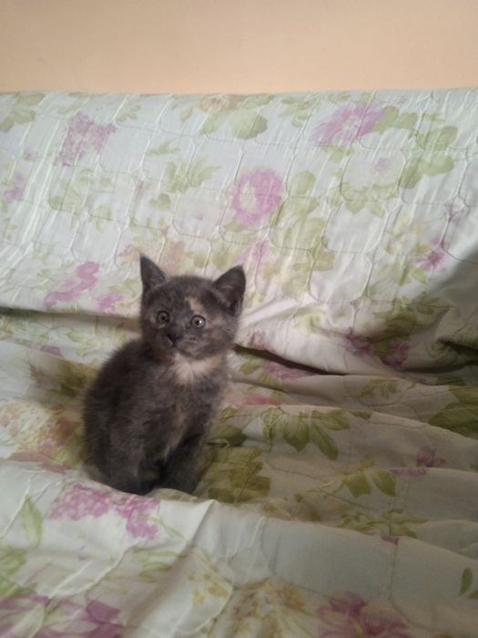 Отдаём в добрые руки.