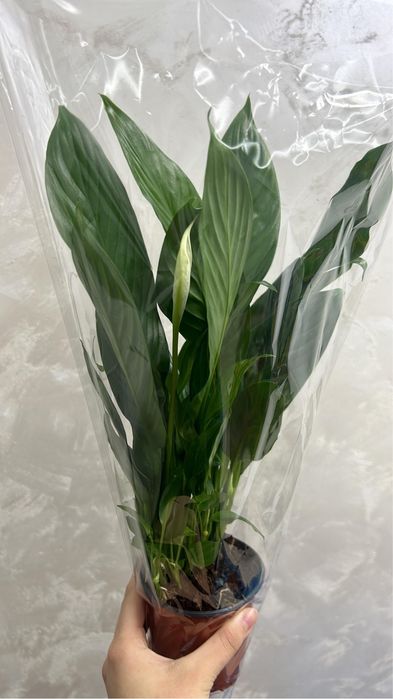 Цветы    домашние