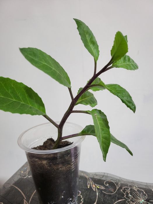 Джинура Прокумбенс