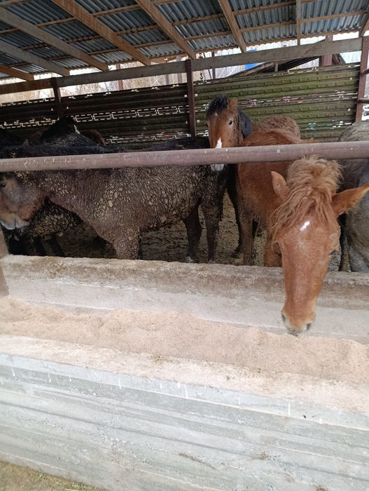 Жылқы,Тай,Бие,Байтал,Құнан