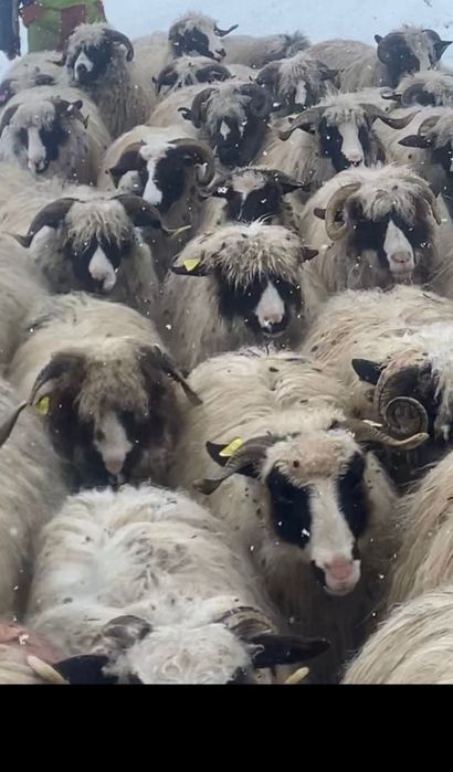 Oi breze de vânzare!