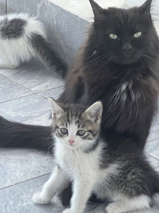 Котята в хорошие руки