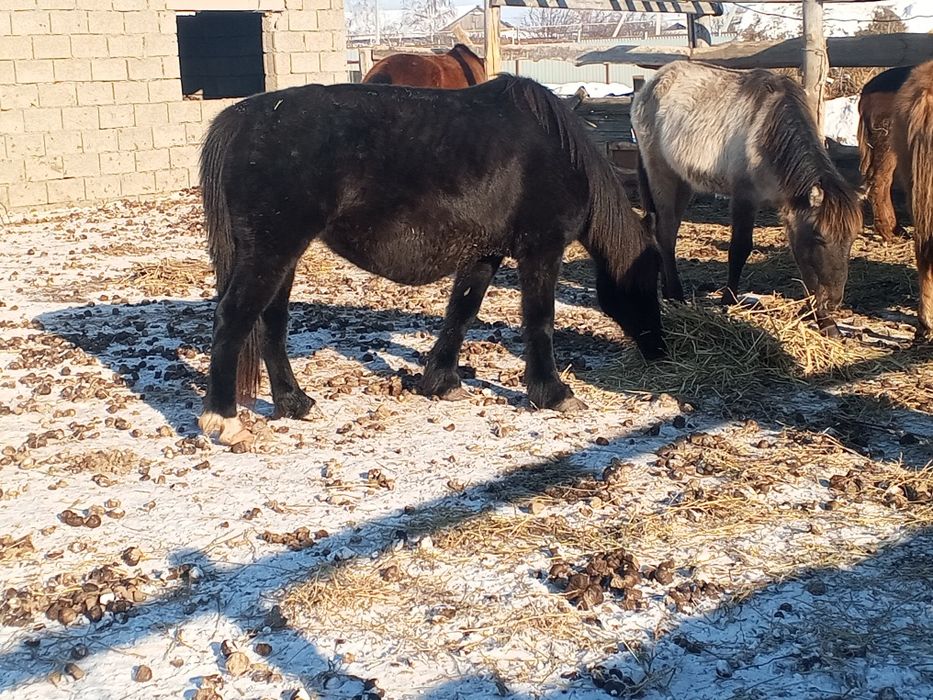 Жабагы, Сауын бие сатылады Белесте
