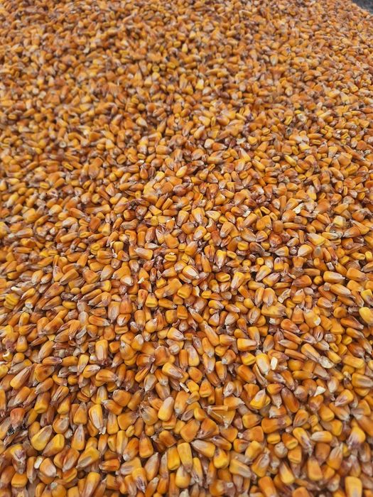 Vand porumb productie 2025