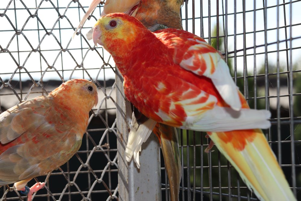 Пойни папагали Топ качество