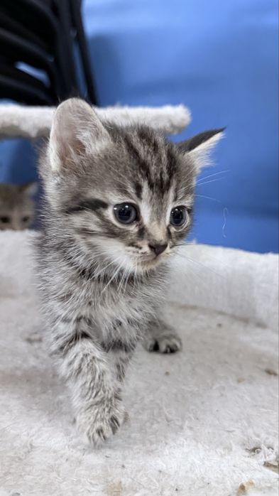 Котенок в добрые руки