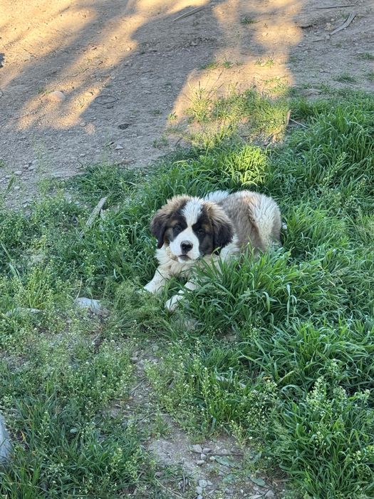 щенок сенбернара