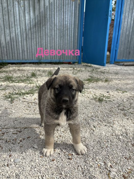 Отдам щенят в добрые руки