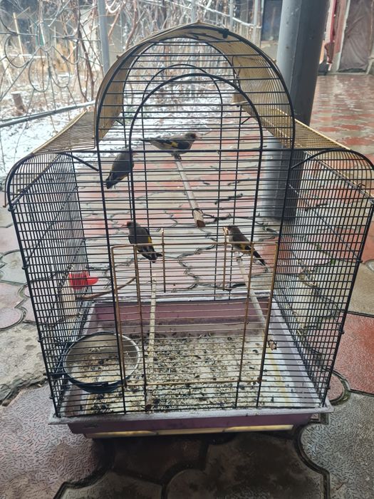 Продам певчих щеглов