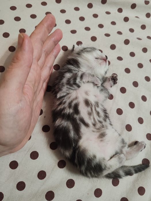 Вислоухие котята