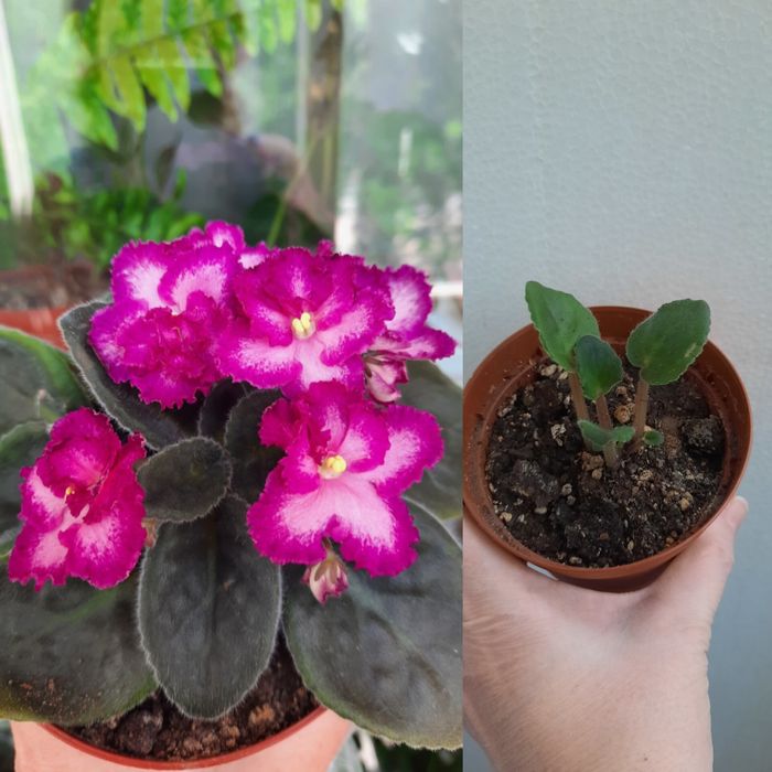 Фиалка Okie easter bunny большая детка и много других цветов