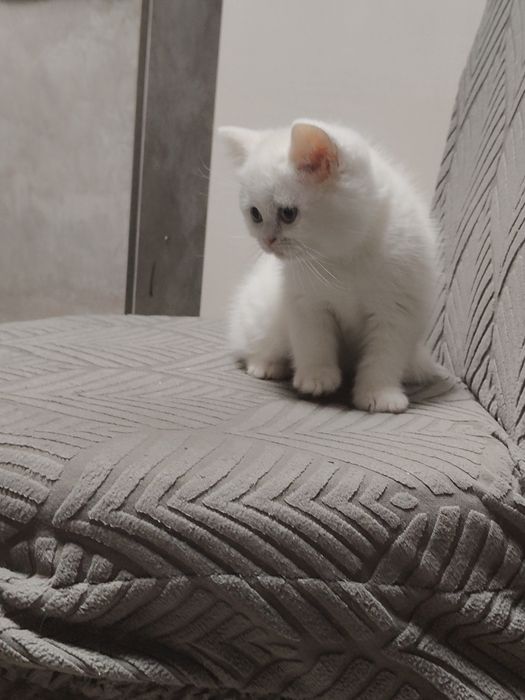 Котенок Британский Белый