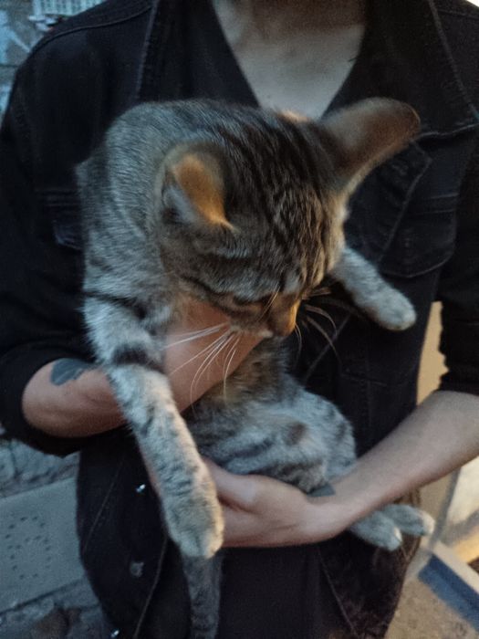 Нашли кошку, вокзал