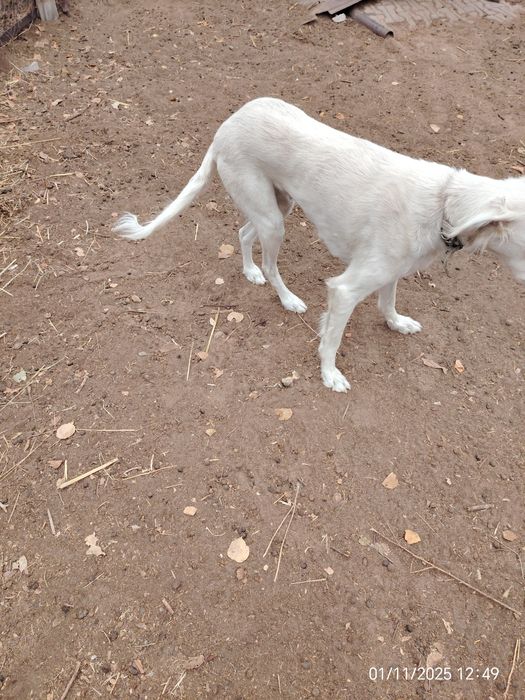 Тазы ұрғашы сатылады