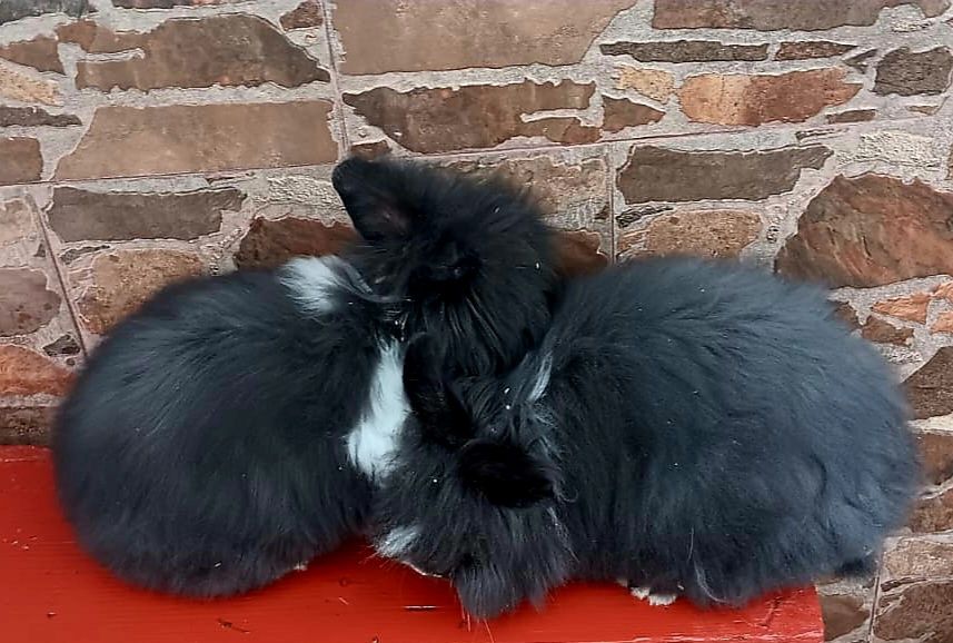 Iepurași angora german