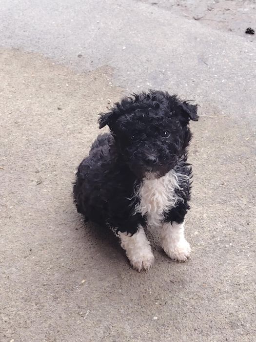 Mascul și femelă de întors, din părinți foarte buni