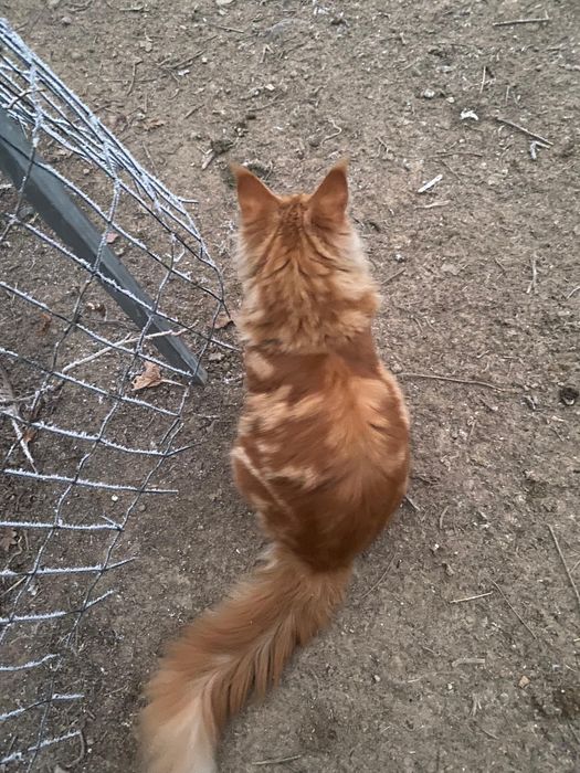 Котенок Мейн-кун