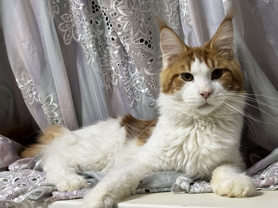 Мейн кун ищем подругу