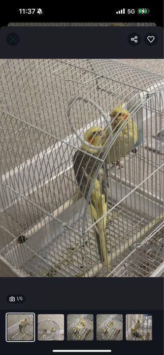 Продам 2 попугая Корелла