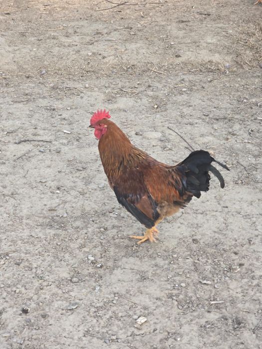 Кучин қораздары сатылады