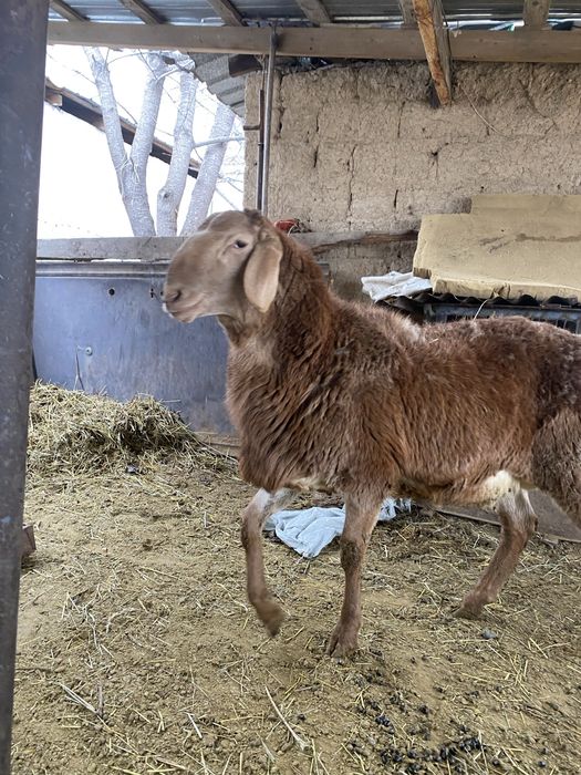 Продам кошкарчик Арашан