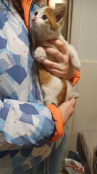 Намерено - Рижаво мъниче спешно търси дом