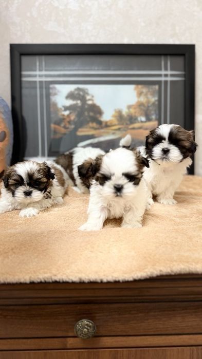 Щенки Ши тцу, чистокровные 2 месячные