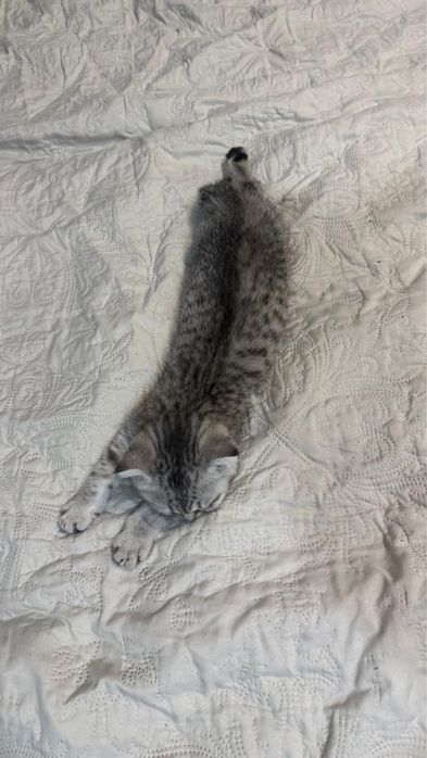 Шотландский котенок