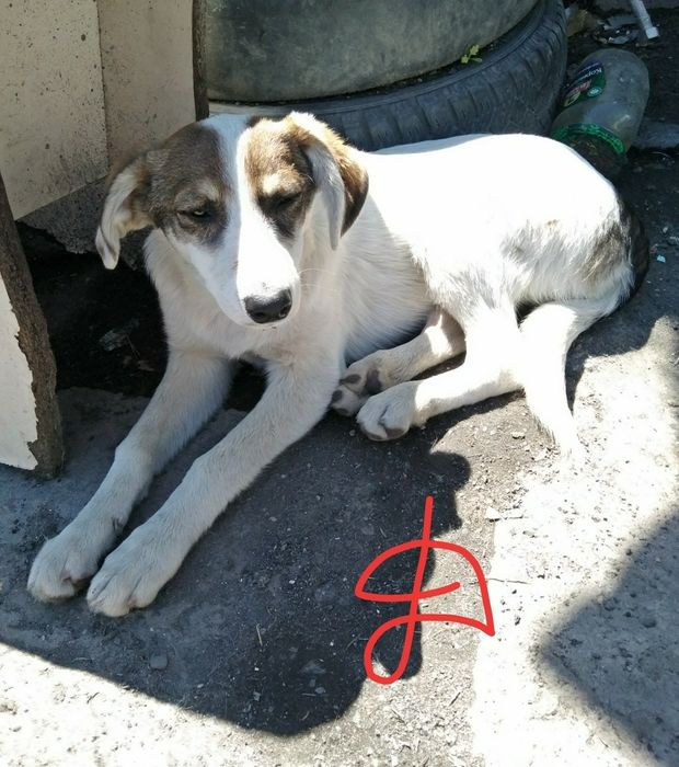 Щенки звоночки/..