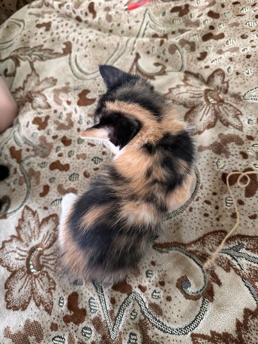 Отдам котят в хорошие руки
