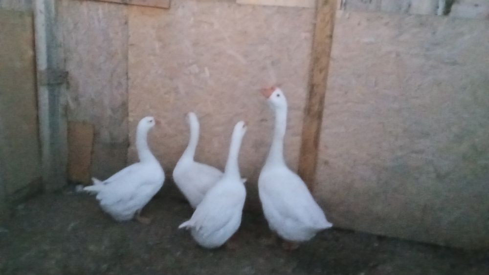 Қаз сатылады Сойып береміз.