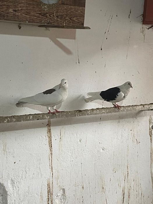 Кептерлер 3000тг