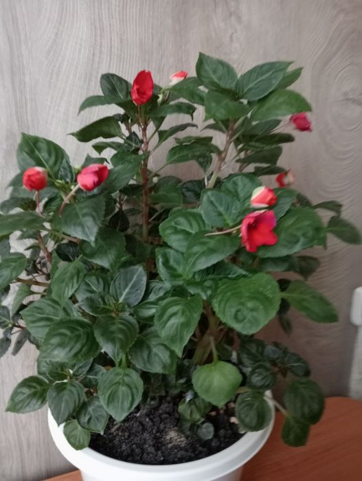 Продам бальзамин