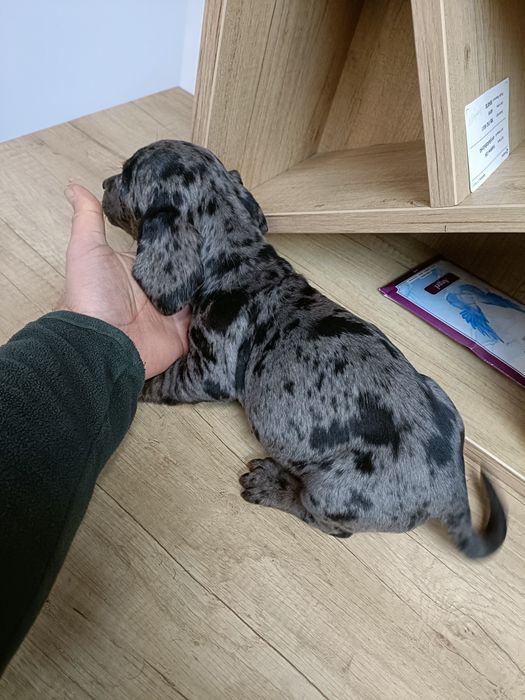 Teckel mini toy arlechin merle tricolor