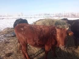 Продам телок 7 месяцев