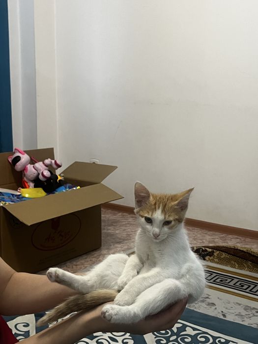 Котёнок мальчик ищет дом