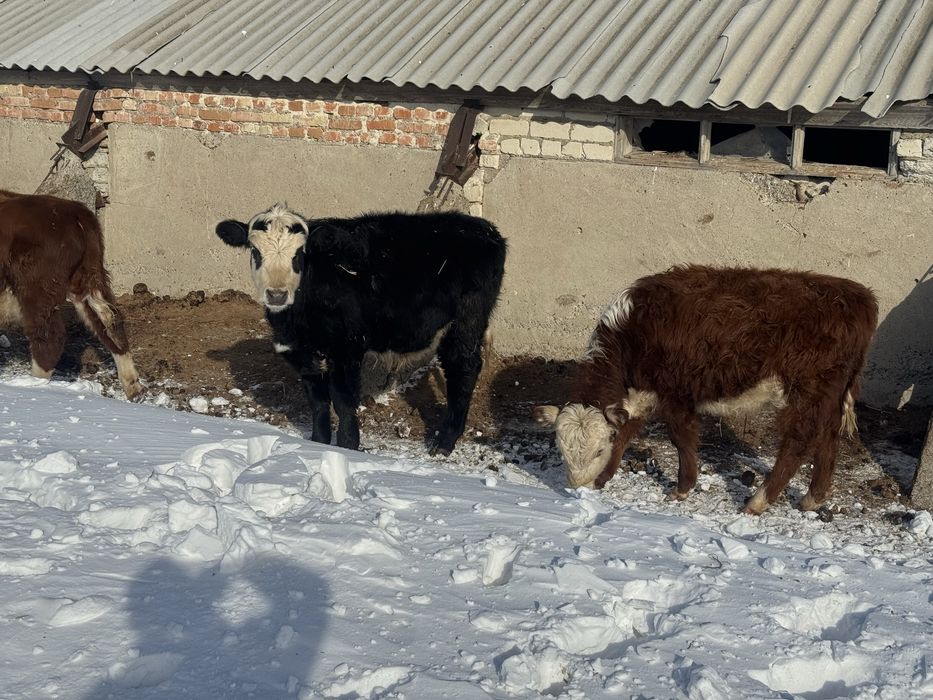 Продам подсосов.