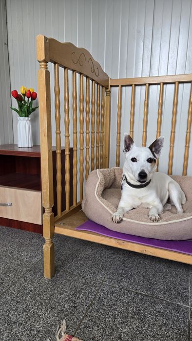 Хотел за домашни любимци Варна  Pet Hotel Зоо хотел