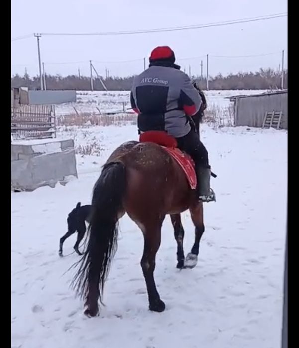 Айғыр-Жеребец 3 лет