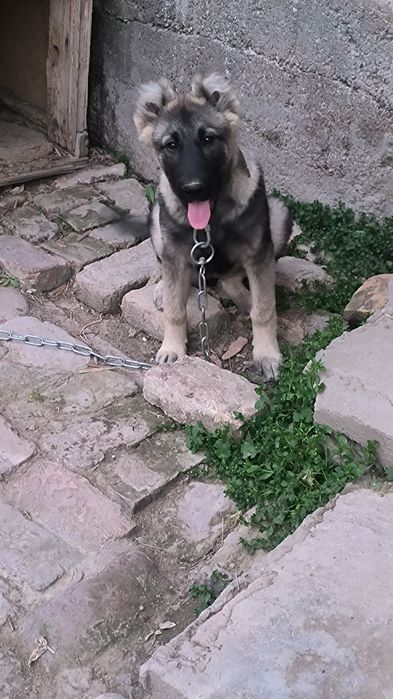 Животные собаки...