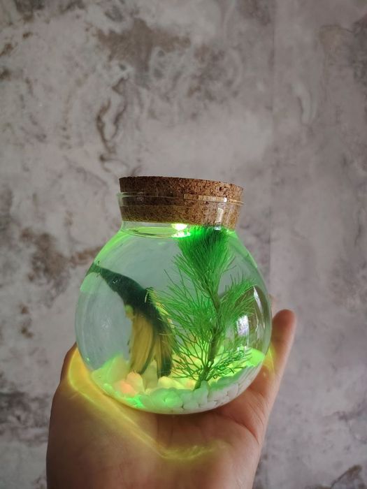 Продается переносной аквариум с рыбкой петушком.