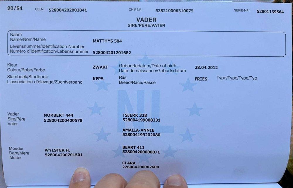 Vand Frizian tanar 6 ani ,cal deosebit, prezenta impresionanta !!