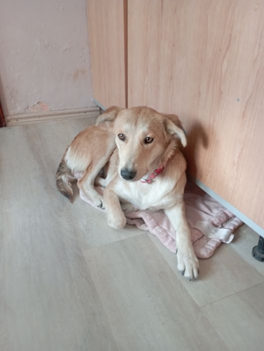 ЛИСА търси дом и стопани