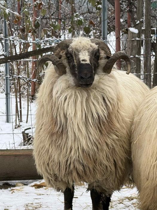 Berbec de 3 ani,face produși foarte buni