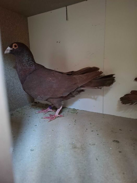 1 mascul  voltat indian și o pereche de voiajori