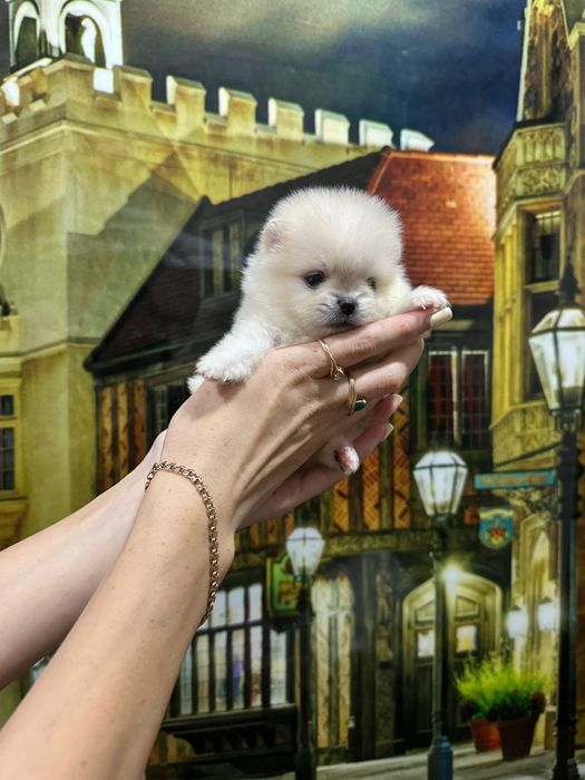 Шпицы кремовые девочки и мальчики