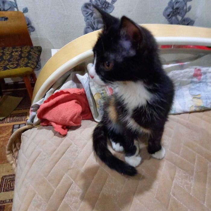 Котенку (девочка) нужен дом!