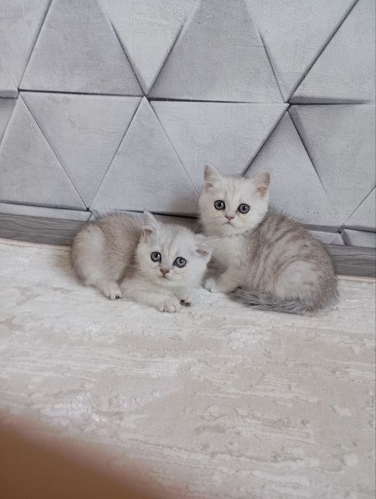 Продаю котят шиншиллы