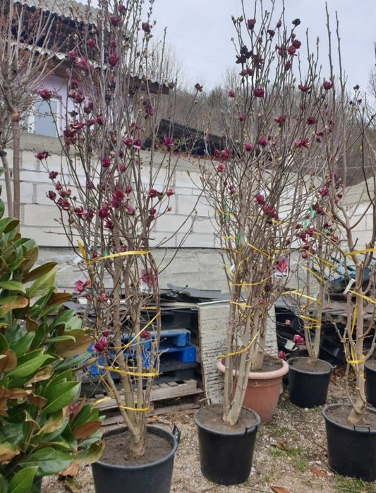 Magnolie solangeana diverse culori si marimi