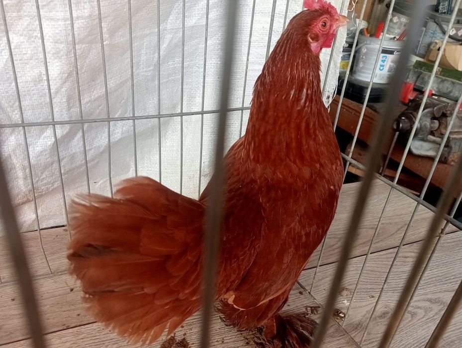 Cocos si gaiana mii de flori